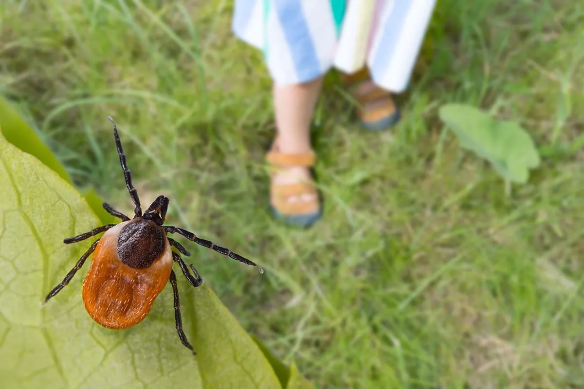Căpușă la pândă pe un fir de iarbă, într-o zonă verde din Sibiu