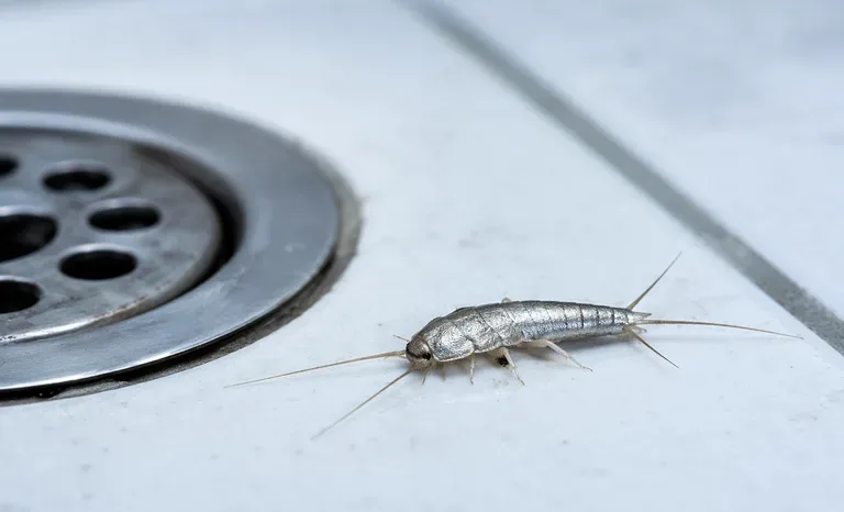 Peștișor de argint (silverfish) pe gresie de baie