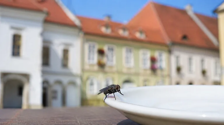 Dezinsecție muște Sibiu: Ghid complet de combatere pentru locuințe și afaceri