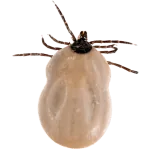 Căpușe — tratament grădină și protecție Lyme în Sibiu