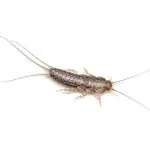Peștișori de argint — dezinsecție băi în Sibiu