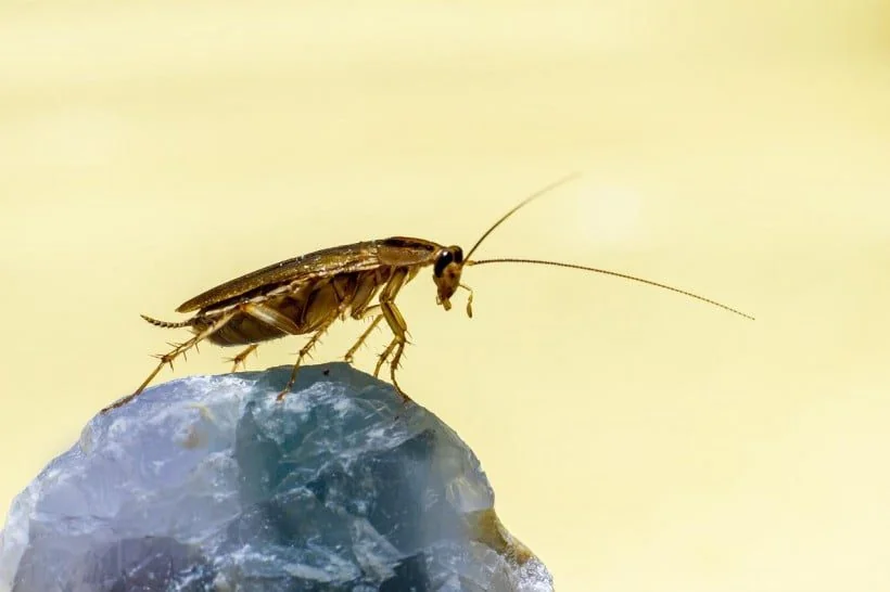 Gândac de bucătărie (Blattella germanica) adult — insectă maro-deschis cu două dungi negre paralele pe cap