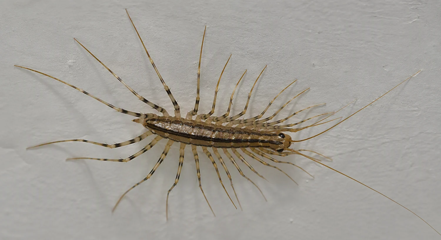 Miriapod de casă (Scutigera coleoptrata) pe un perete interior — corp galben-gri cu dungi și 15 perechi de picioare foarte lungi