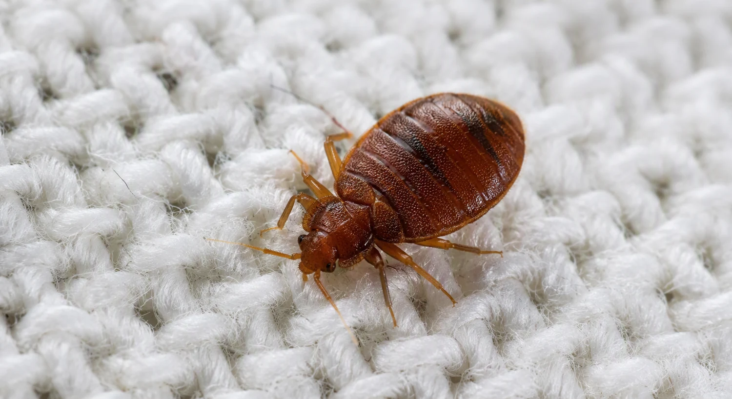 Ploșniță de pat (Cimex lectularius) adultă văzută de aproape — insectă plată, brun-roșcată, cât o sămânță de măr