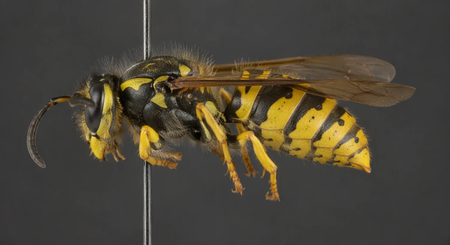 Viespe pe un cuib — specii de viespi întâlnite în județul Sibiu: Vespula vulgaris, Vespa crabro și Polistes