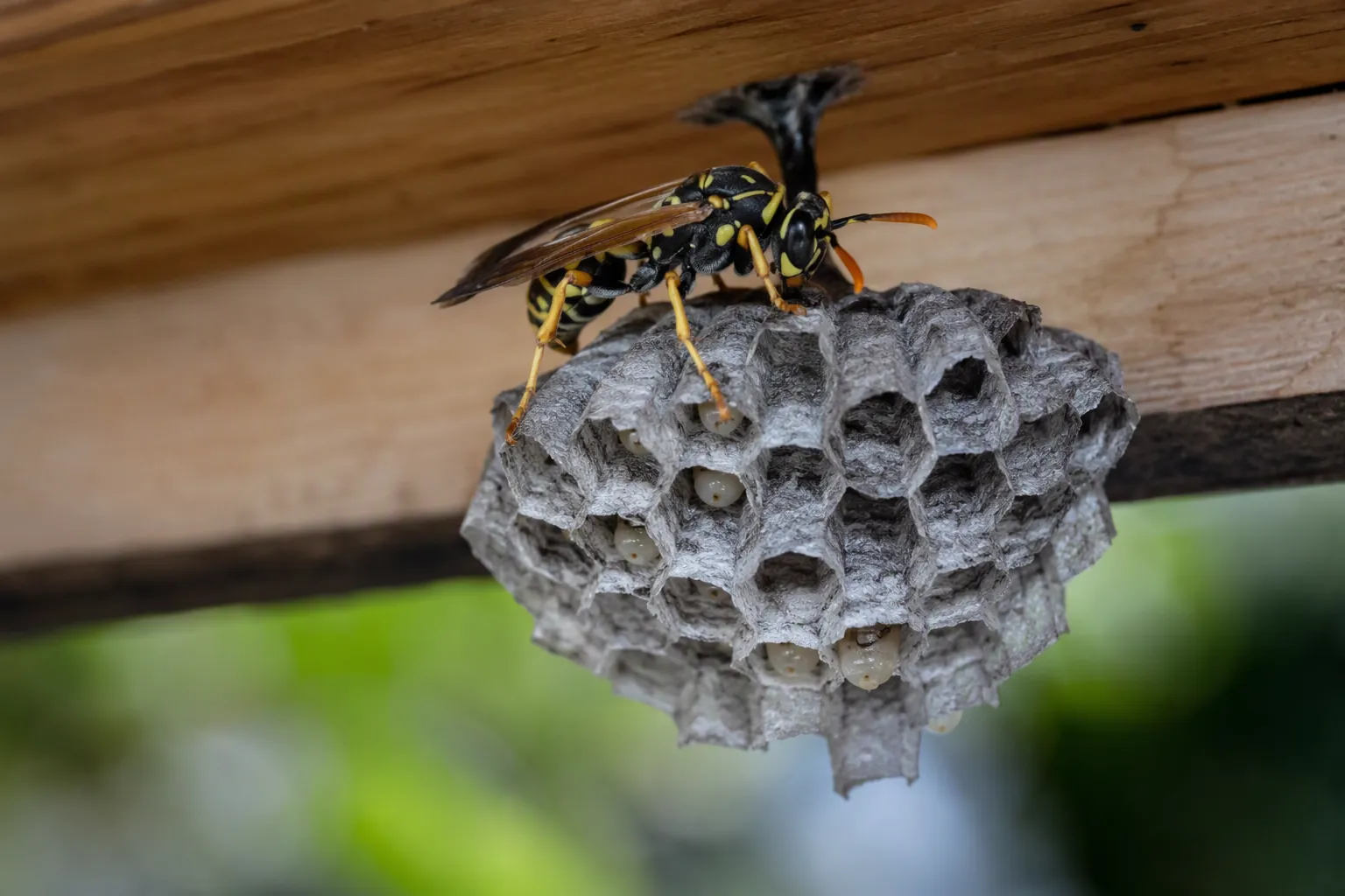 Viespe de hârtie (Polistes) pe cuibul deschis în formă de umbrelă, cu larve vizibile în celule, sub o streașină din lemn