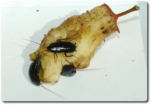 Gândaci de canalizare pe resturi de mâncare — contaminează alimentele cu bacterii din canalizare