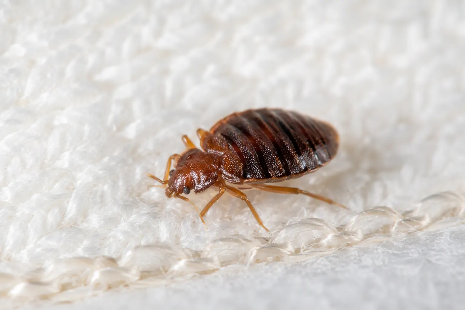 Ploșniță de pat (Cimex lectularius) pe cusătura unei saltele — fotografie macro